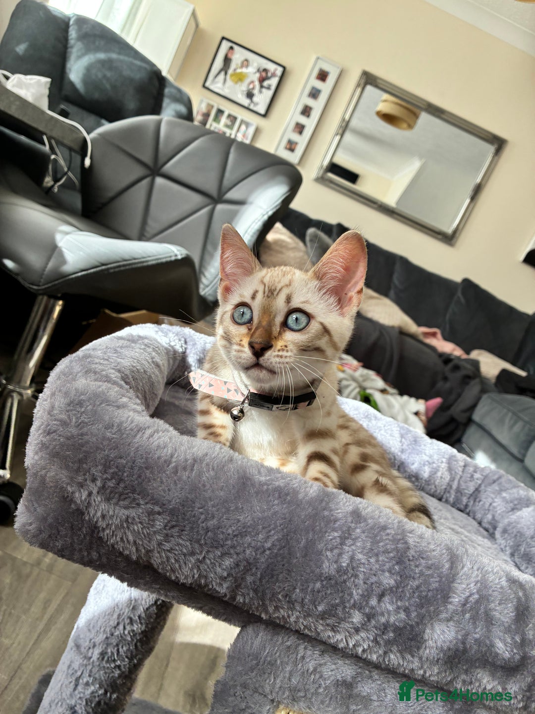 Bengal cats for sale: Bengal kitten  - Image 2