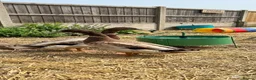 Ducks poultry for sale: Inseparable Campbell-Runner Drakes Adoption:Urgent - Advert 1