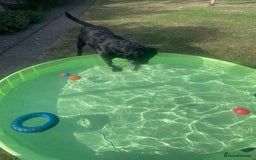 Labrador Retriever dogs for stud: Prince  - Image 4