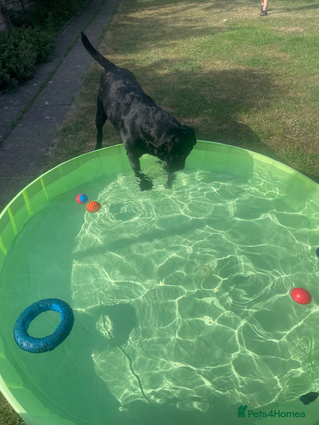 Labrador Retriever dogs for stud: Prince  - Image 4