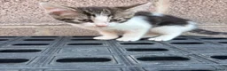Mixed Breed cats for sale: Beautiful kittens for sale  - Advert 4