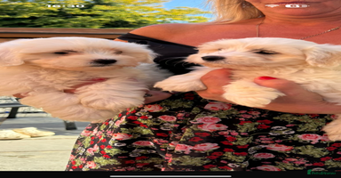 Maltipoo dogs - Advert 2