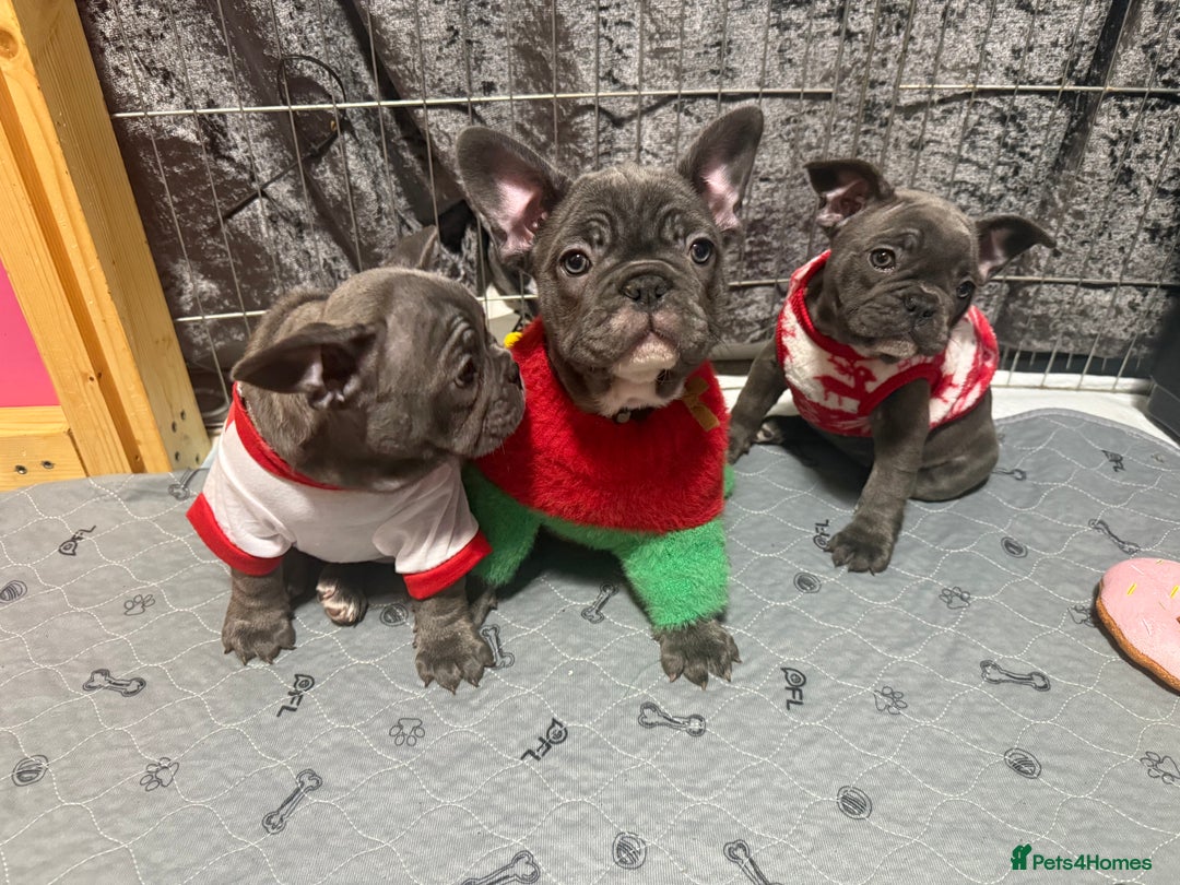 French Bulldog dogs for sale: 5 female French Bulldog –9 weeks old💙 🐾 - Advert 3
