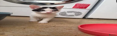 Mixed Breed Kitten 5