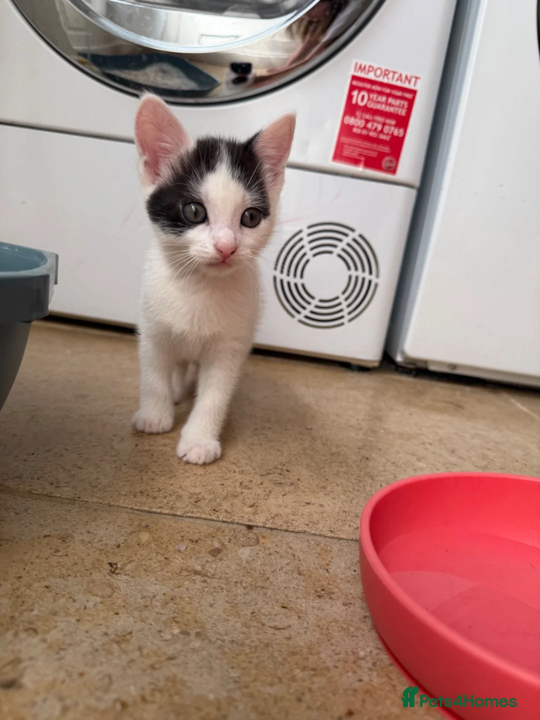 Mixed Breed cats for sale: Gorgeous mixed kittens! - Advert 9