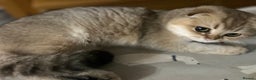 Scottish Fold cats for sale: Beautiful Gold chinchilla girl - Advert 13