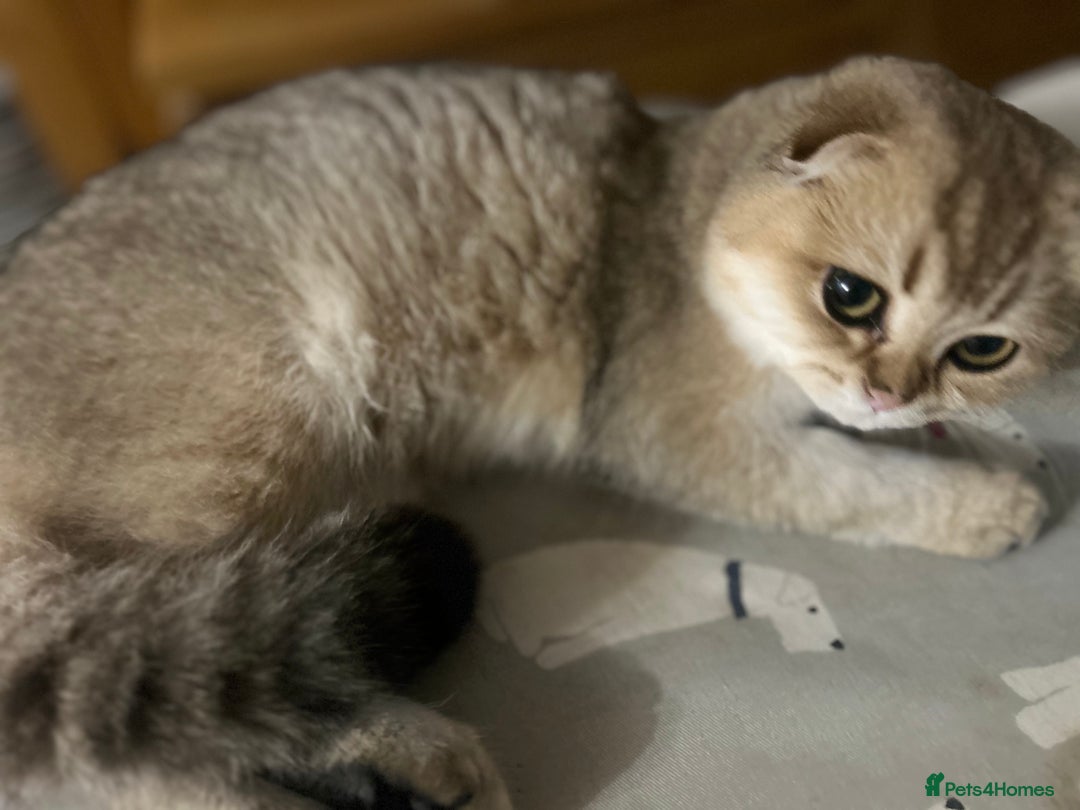 Scottish Fold cats for sale: Beautiful Gold chinchilla girl - Image 14