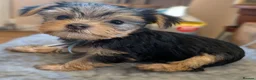 Yorkshire Terrier dogs for sale: Yorkshire Terrier Puppies — 2 Boys & 2 Girls Ready - Advert 19