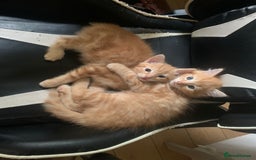 Mixed Breed cats for sale: Five Gorgeous Kittens available now ! - Image 19