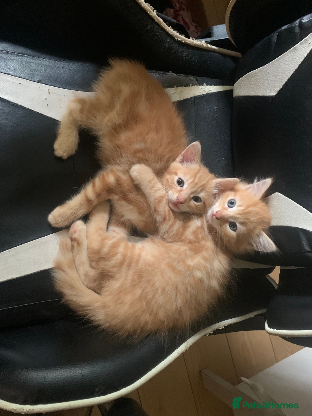 Mixed Breed cats for sale: Five Gorgeous Kittens available now ! - Image 19