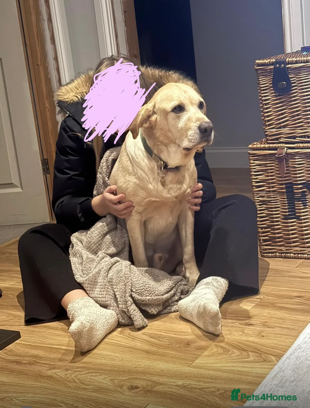 Labrador Retriever dogs for sale: 6 years old Labrador  - Advert 1