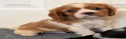 Cavalier King Charles Spaniel dogs for sale: KC Health Tested Cavalier King Charles Spaniel Pup - Advert 19