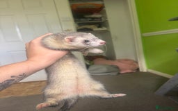 Ferret rodents for sale: Different ferret kits available  - Image 8