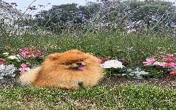 Pomeranian dogs for stud: 5 Gen Pedigree Pom ** ** boy for stud  - Image 4