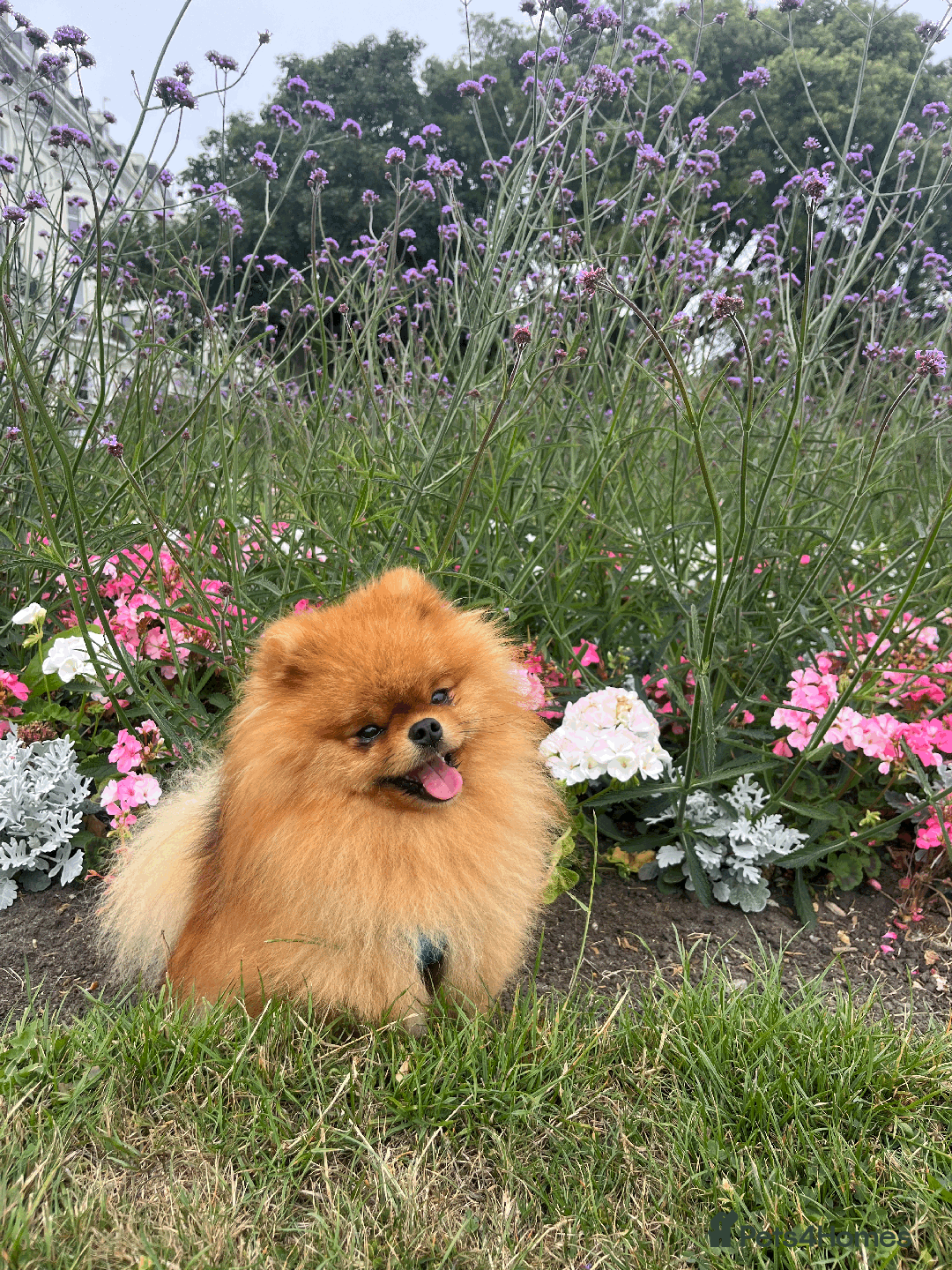 Pomeranian dogs for stud: 5 Gen Pedigree Pom ** ** boy for stud  - Image 4