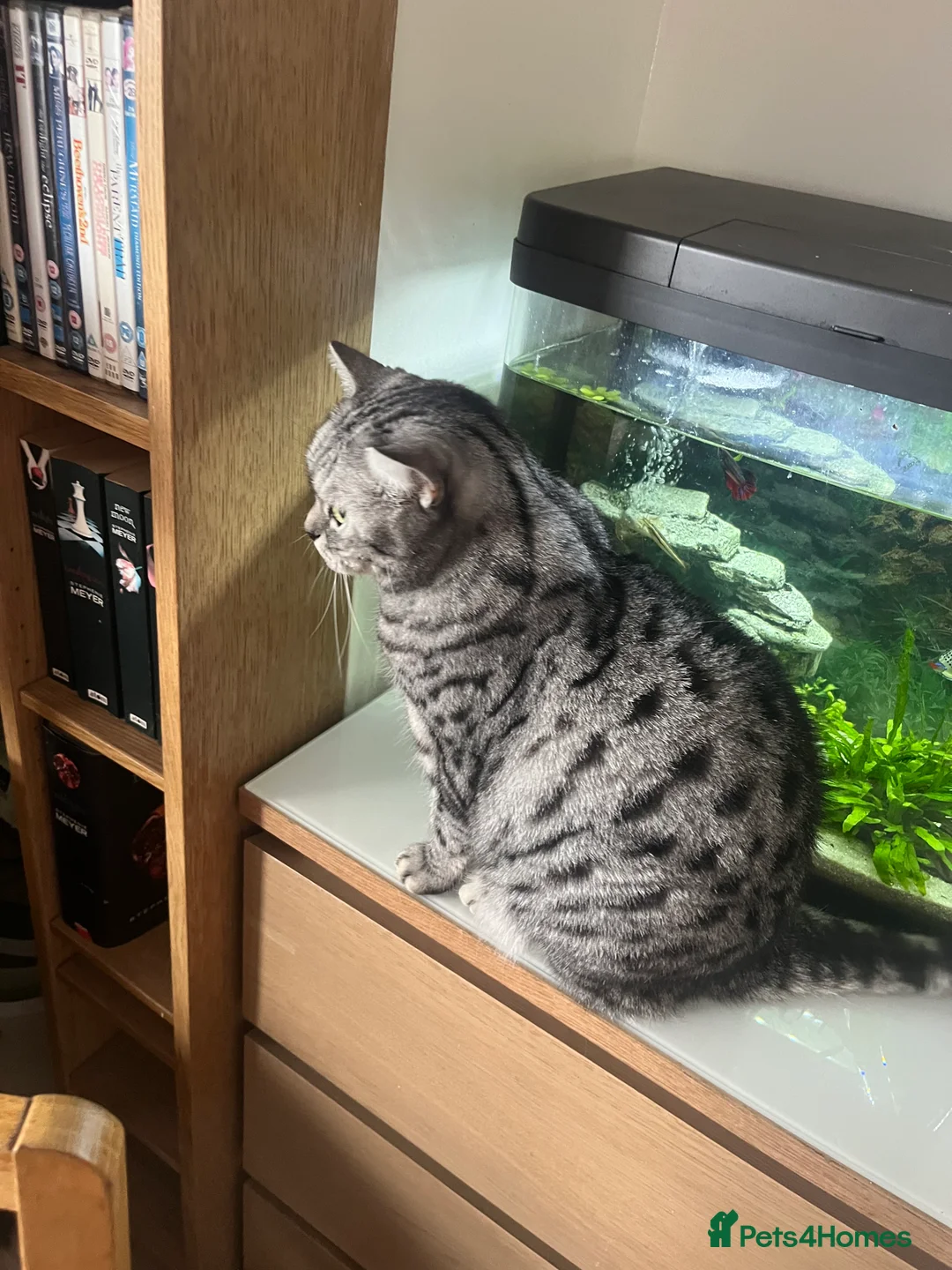 British Shorthair cats for sale: 3 British short hair cats  - Advert 4