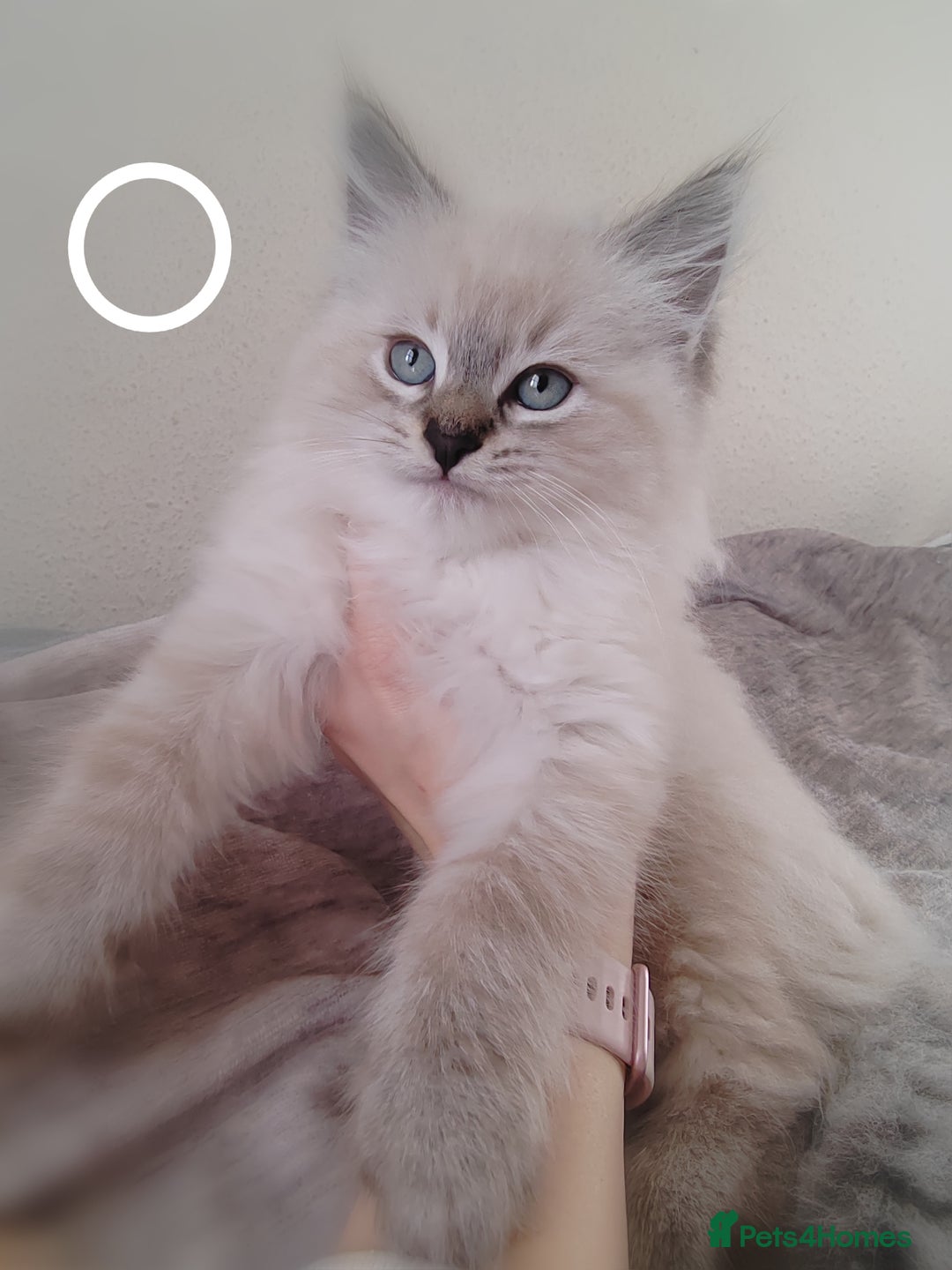 Ragdoll cats for sale: Gorgeous lot of Siberian and Ragdoll mix kittens  - Advert 10