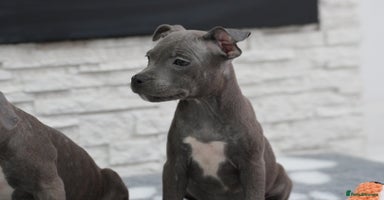 Staffordshire Bull Terrier dogs - Advert 2