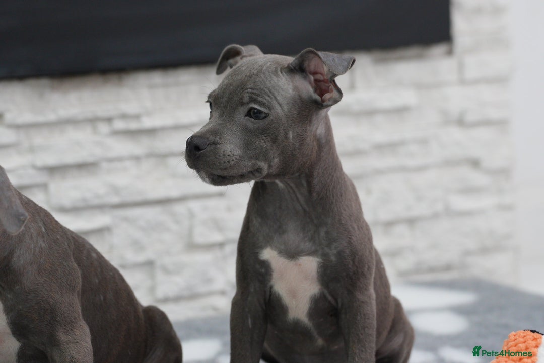 Staffordshire Bull Terrier dogs for sale:  Staffy Puppies 🐶  - Image 2
