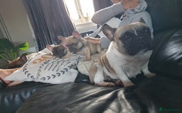 French Bulldog dogs for sale: 2 beautiful puppies available 😍  - Image 8