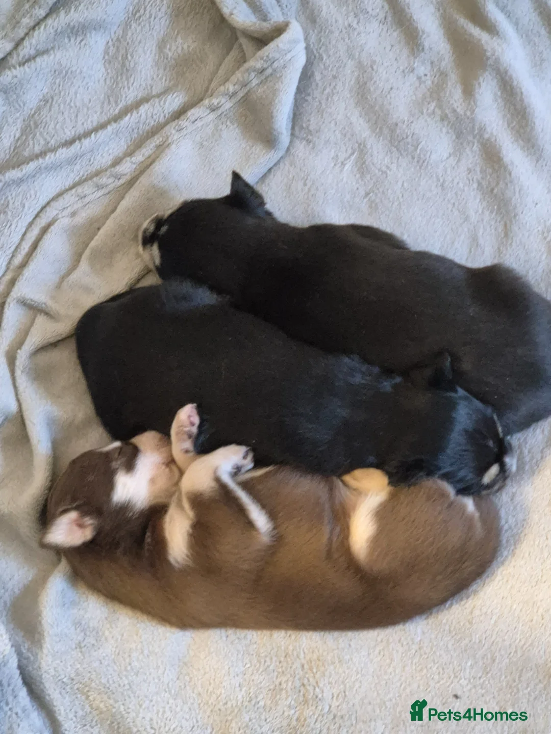 Mixed Breed dogs for sale: Husky crossed  - Advert 2