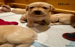 Labrador Retriever dogs for sale: English yellow Labradors  - Image 10
