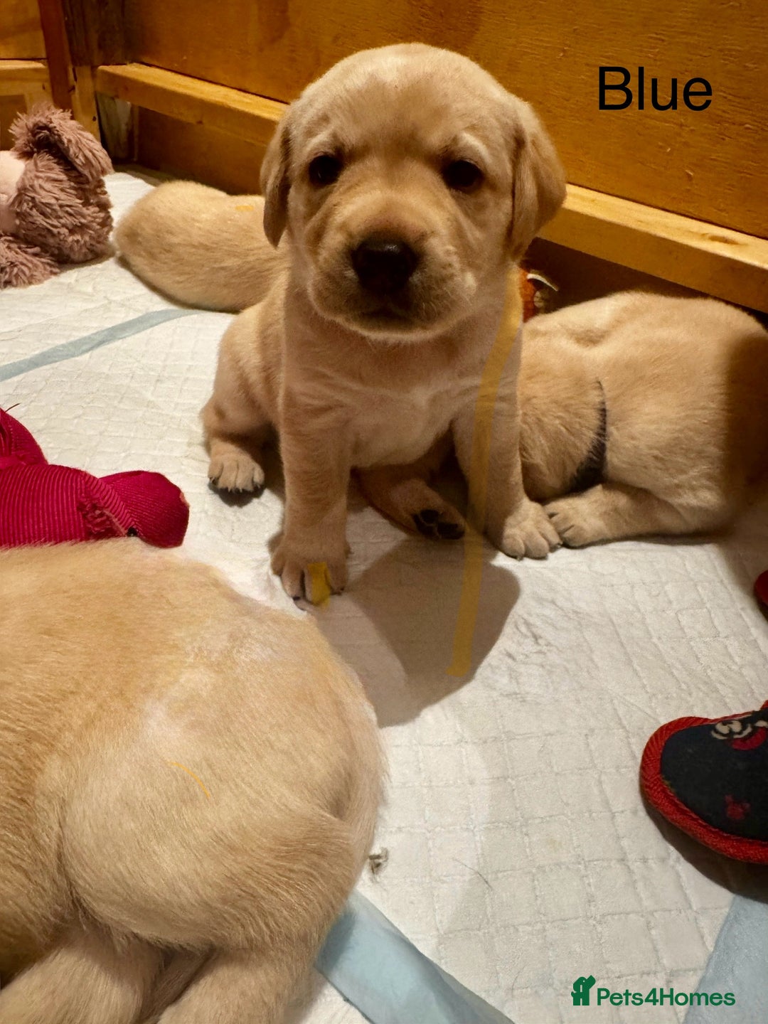 Labrador Retriever dogs for sale: English yellow Labradors  - Image 10