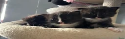 Mixed Breed cats for sale: Long‑Haired Ragdoll Cross Tortoiseshell Kittens - Advert 27