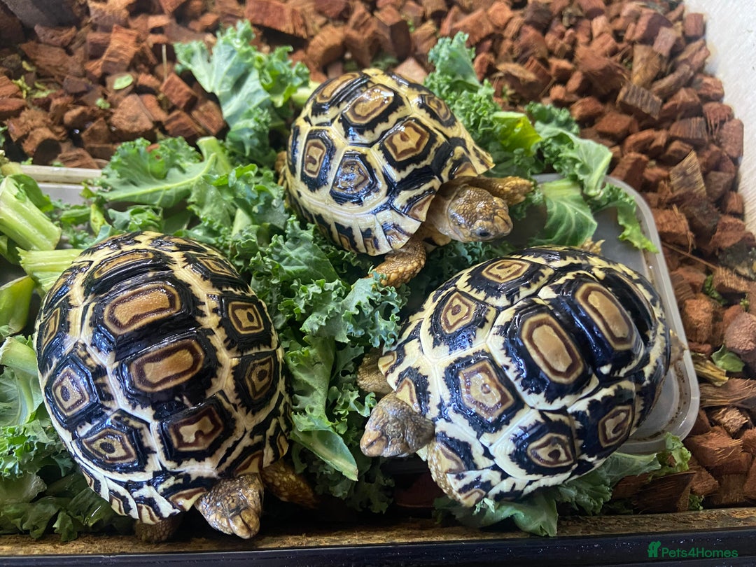 Tortoise reptiles for sale: Leopard tortoise Babies- Rare colour High  Whites - Image 4