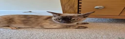 Burmese cats for sale: Gorgeous Chocolate Tortie Adult Female Burmese - Advert 5