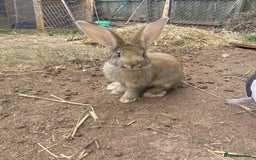 Continental Giant rabbits for sale: Continental giant - Image 22