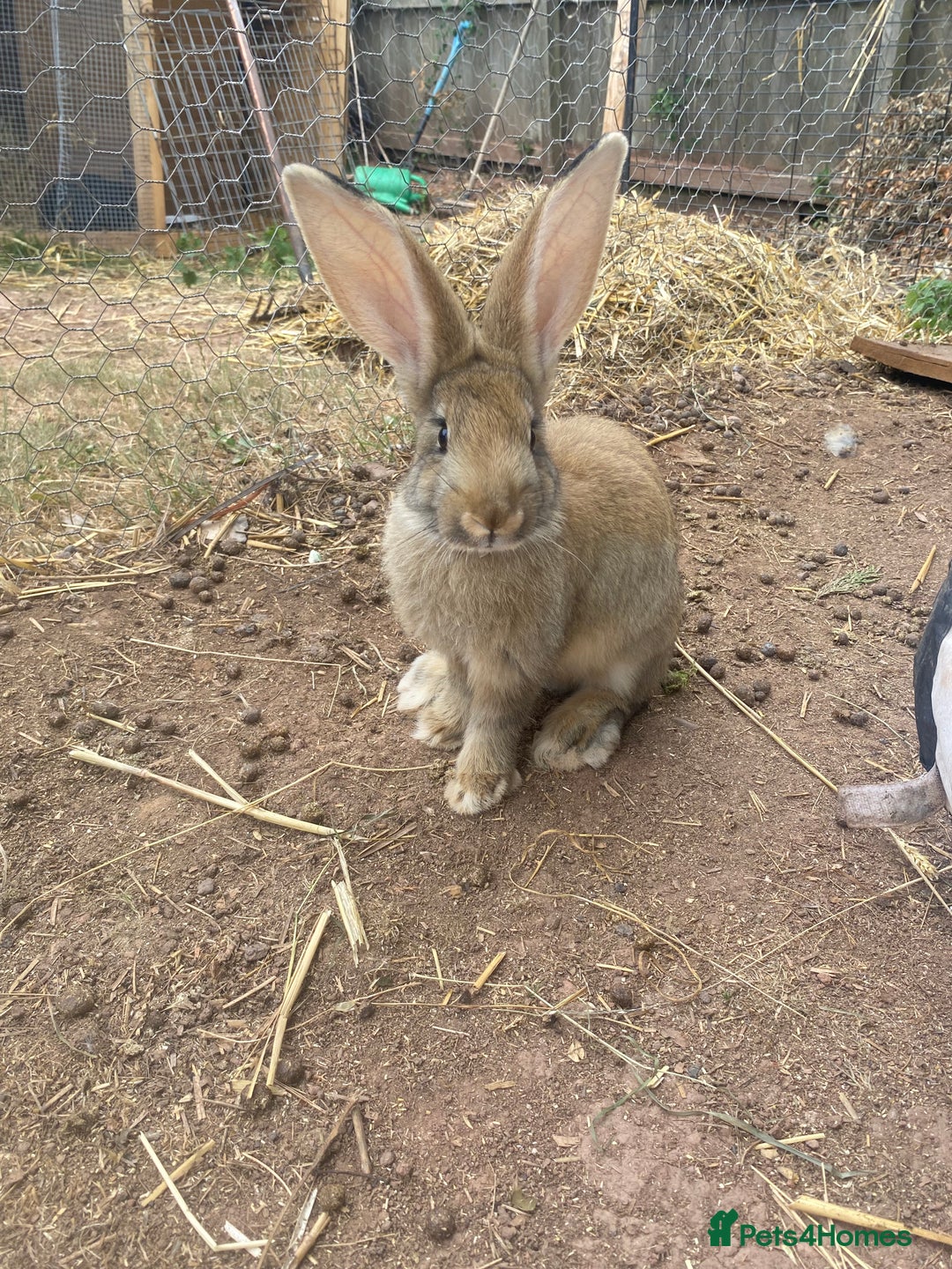 Continental Giant rabbits for sale: Continental giant - Image 22