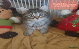 Mixed Breed cats for sale: Beautiful kittens - Image 6