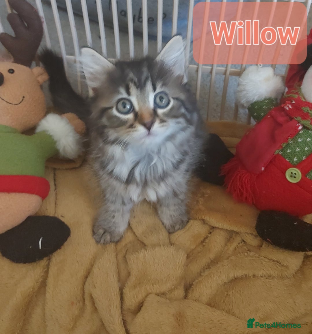 Mixed Breed cats for sale: Beautiful kittens - Image 6