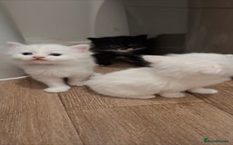 Ragdoll cats for sale: 🤍 Pure white kittens available 🤍 in Didcot - Image 3