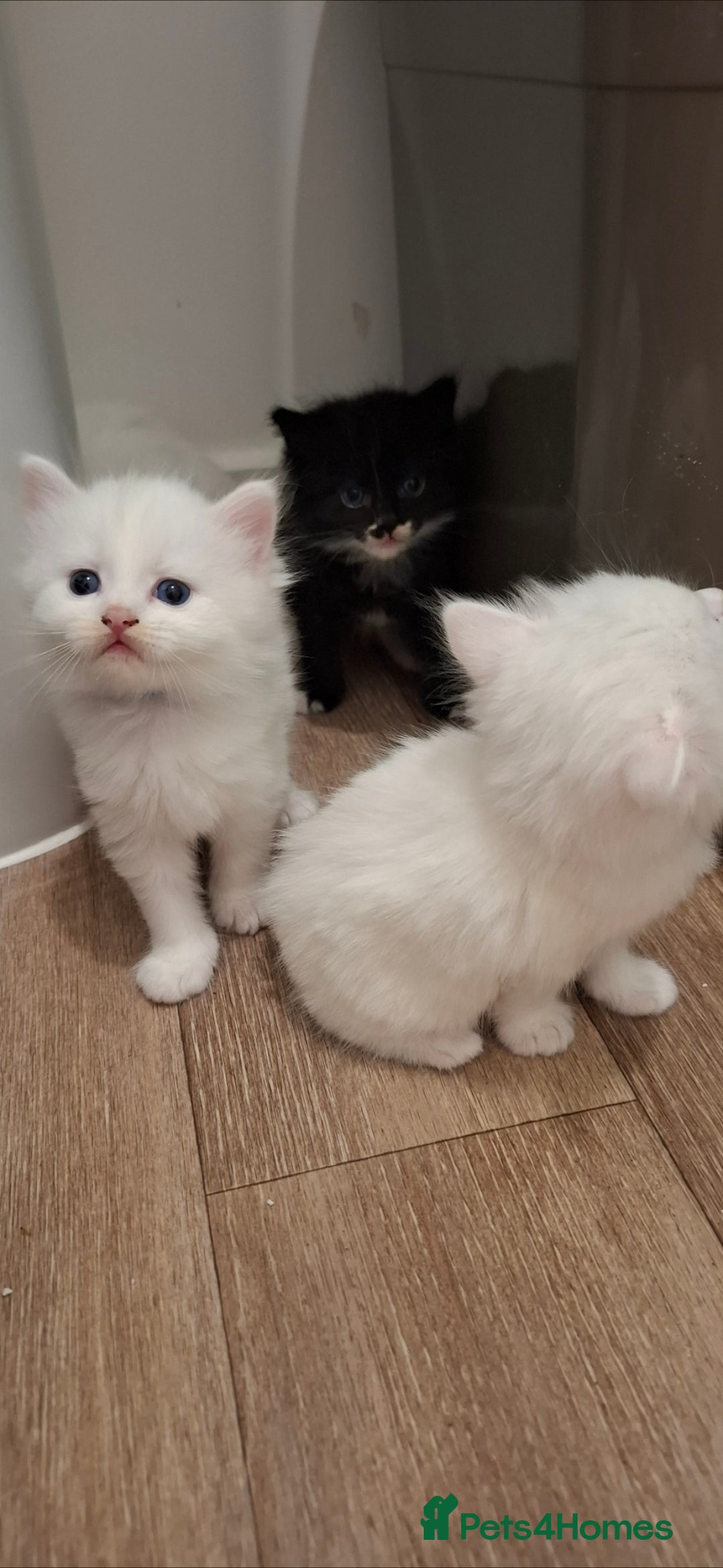 Ragdoll cats for sale: 🤍 Pure white kittens available 🤍 in Didcot - Image 3