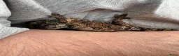 Gecko reptiles for sale: Mniarogekko chahoua full set up  - Advert 8