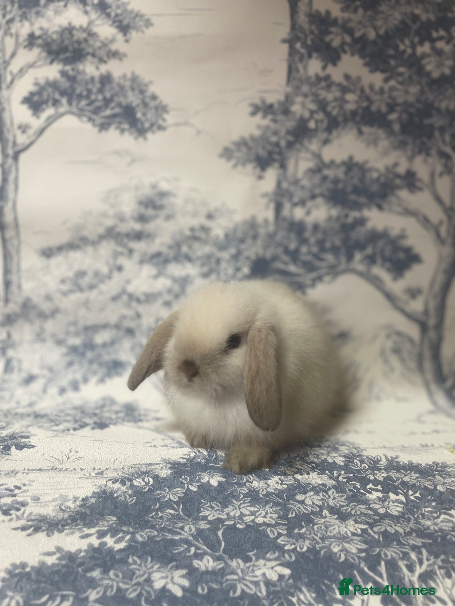 Mini Lop rabbits Stunning litter of mini lop bunnies  - Advert 2