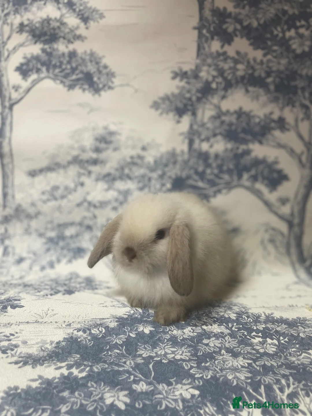 Mini Lop rabbits for sale: Stunning litter of mini lop bunnies  in Loughborough - Advert 2