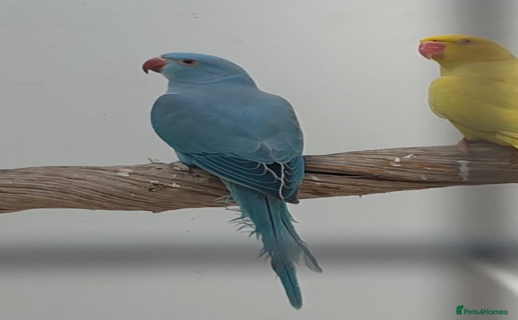 Ringnecks birds in Barking - Advert 18