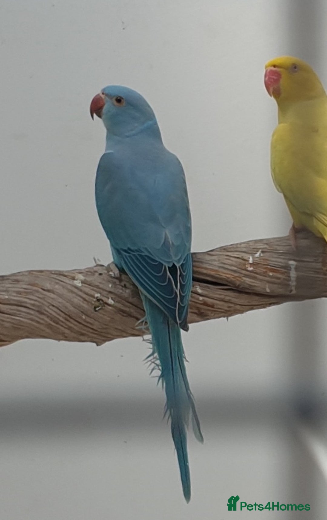 Ringnecks birds for sale: Ringneck in Barking - Image 1