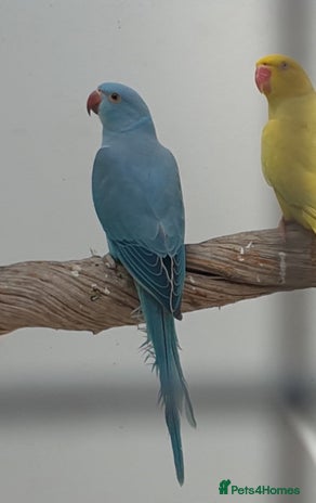 Ringnecks birds in Barking - Advert 7