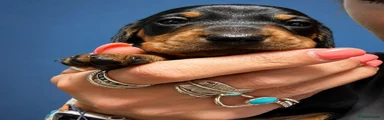 Miniature Dachshund 1