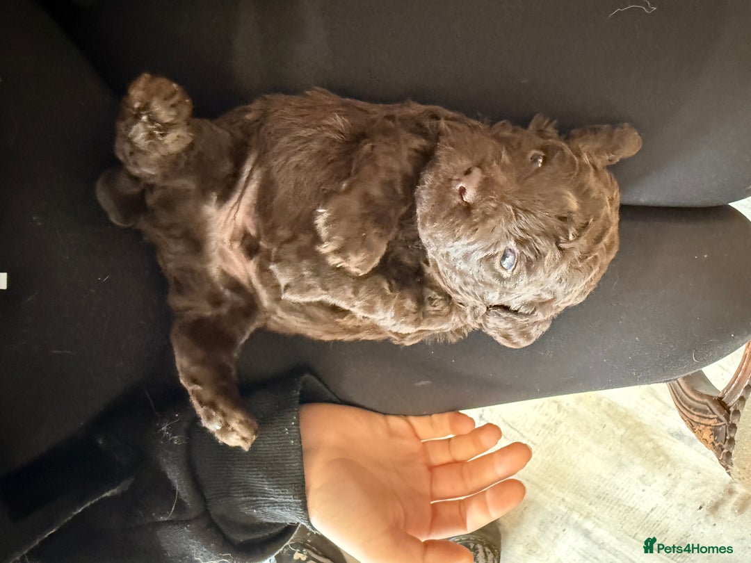 Shihpoo dogs for sale: ✨ Beautiful Shihpoo Puppies ✨  - Image 2