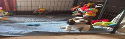 Cockalier dogs for sale: 1 male Cockalier puppy  - Advert 4