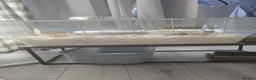 Gerbil rodents for sale: 2 x make gerbils in Bedford - Advert 1