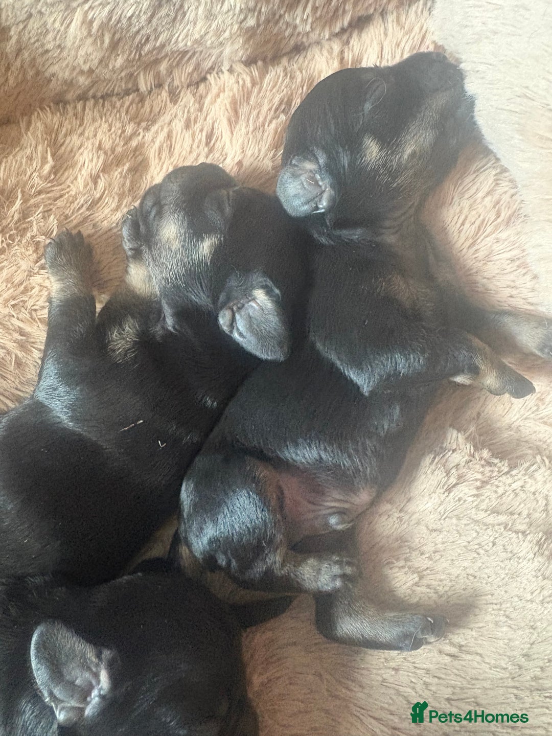 Mixed Breed dogs for sale: Beautiful Baby boy Daug puppy’s-  - Image 10