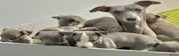 Whippet dogs for sale: Blue whippets  - Advert 2