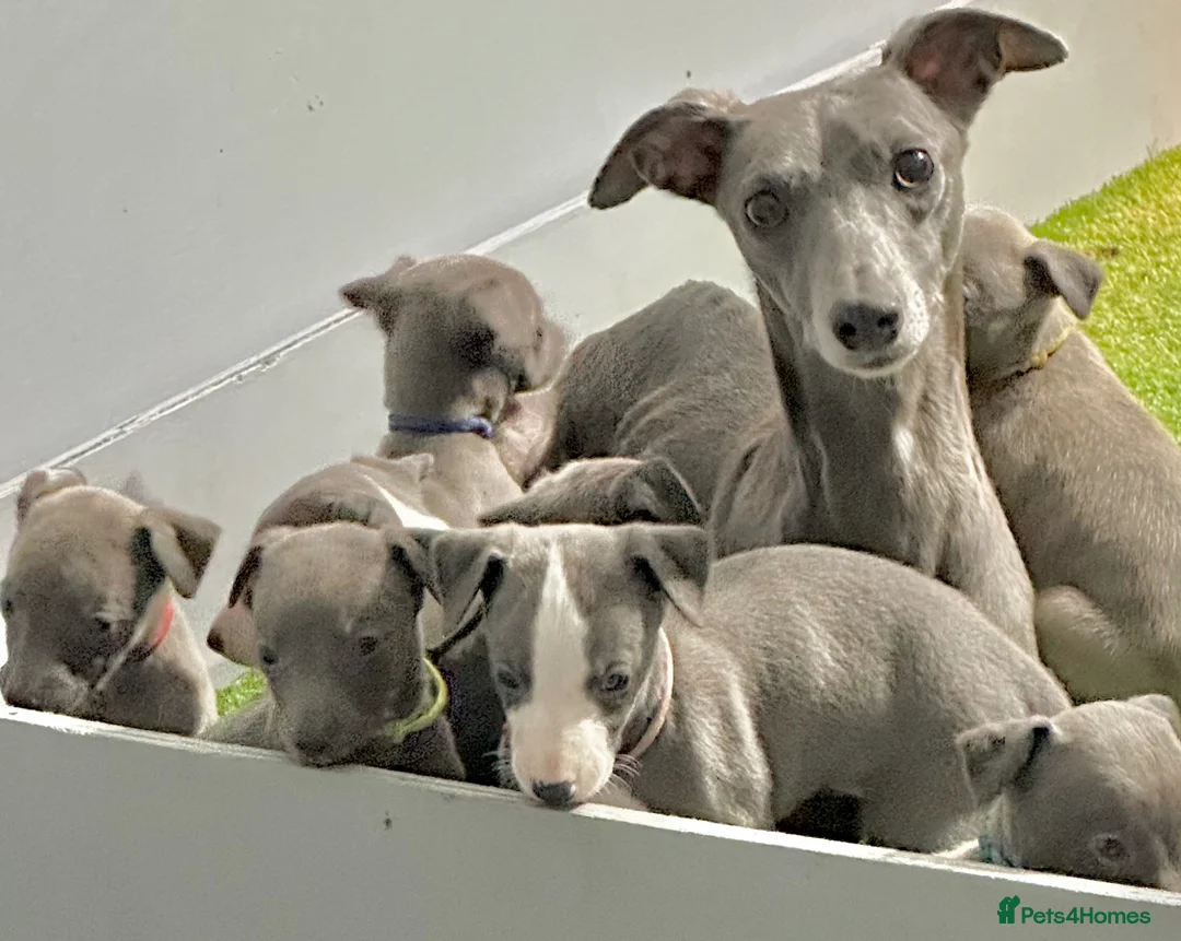 Whippet dogs for sale: Blue whippets  - Advert 2