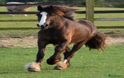 Other Breed horses for sale: 2 year old black cob filly to make approx 14.1/2hh - Image 1